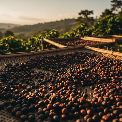 West Valley Dried Coffee (Costa Rica) - 250g